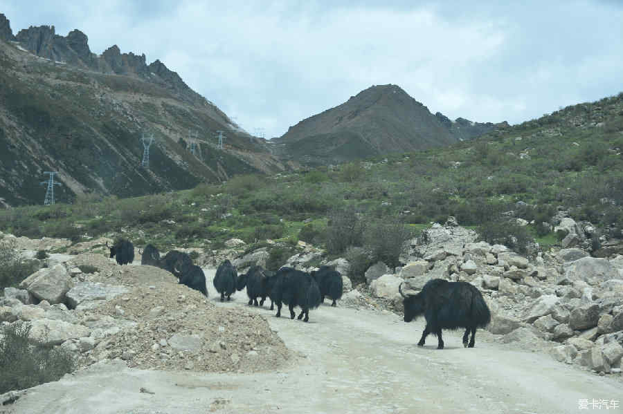 川藏南线最新路况与山驴的奇妙之旅